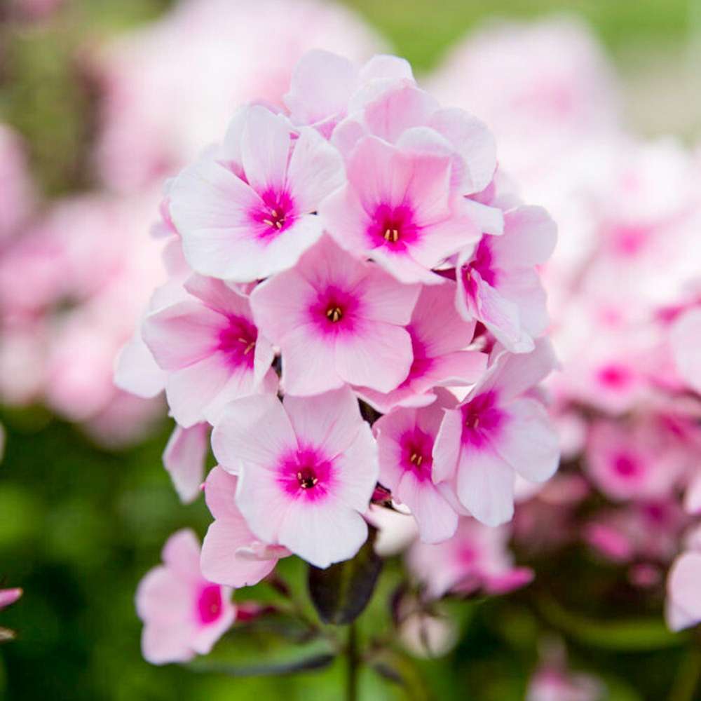 Høstfloks 'Bright Eyes'